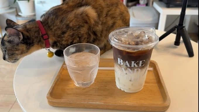 BAKE AND KOFF Specialty Coffee & Cat Café 
