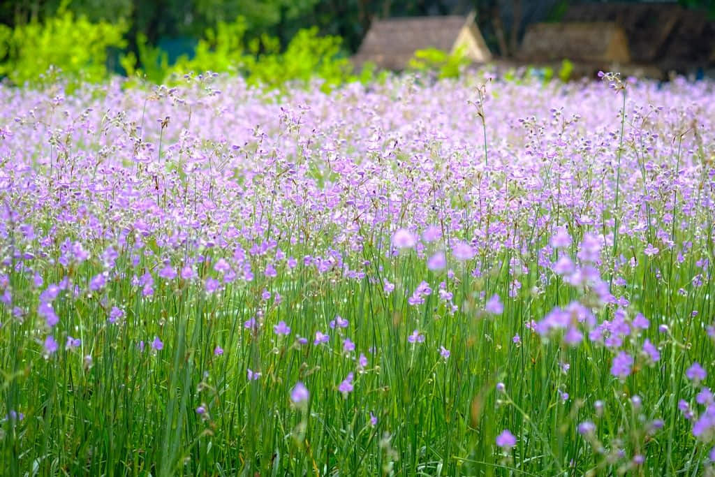 One day trip ใกล้กรุงเทพ ทุ่งดอกหงอนนาค ปราจีนบุรี