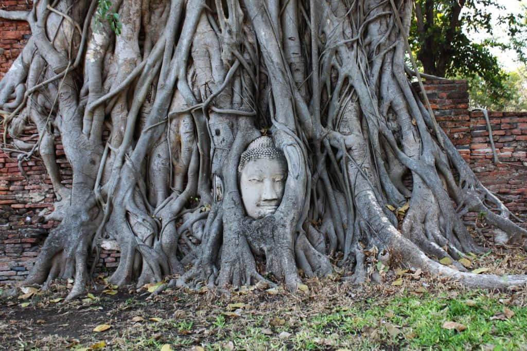 One day trip ใกล้กรุงเทพ วัดมหาธาตุ อยุธา