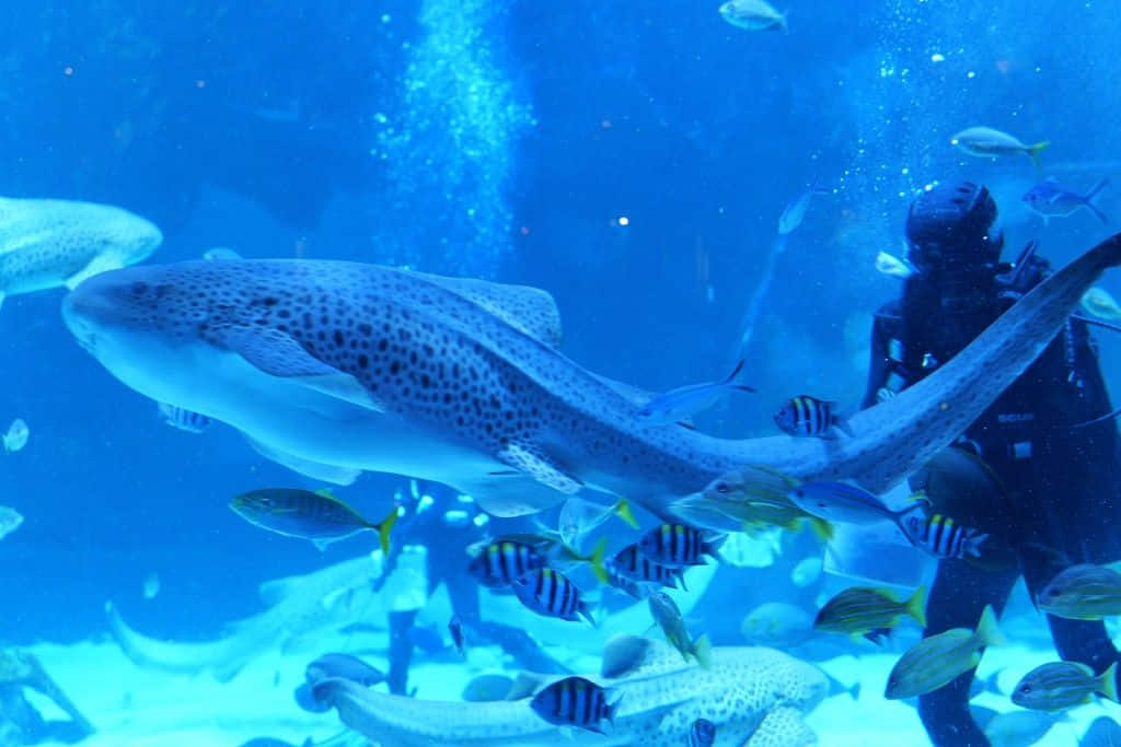 สถานที่เที่ยวภูเก็ต สถานแสดงพันธุ์สัตว์น้ำ