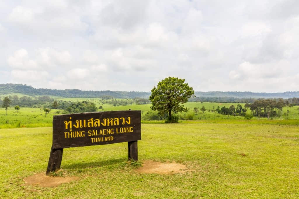 ทุ่งหญ้ากว้างในอุทยานแห่งชาติทุ่งแสลงหลวง สะวันนาเมืองไทยที่เพชรบูรณ์