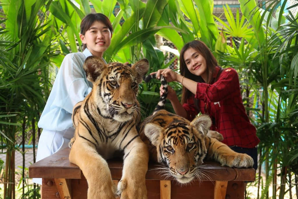 เที่ยวพัทยา 1 วัน Tiger Park Pattaya