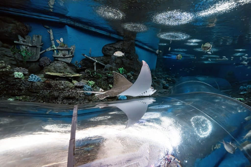 เที่ยวพัทยา 1 วัน Underwater World Pattaya