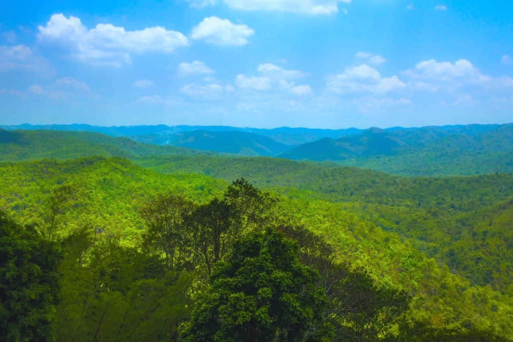 ป่าสนในอุทยานแห่งชาติน้ำหนาว เพชรบูรณ์ที่เที่ยวสายธรรมชาติ