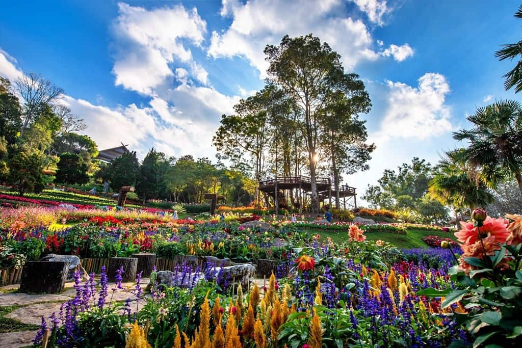 สวนแม่ฟ้าหลวงหน้าพระตำหนักดอยตุง ที่เที่ยวเชียงรายสายดอกไม้