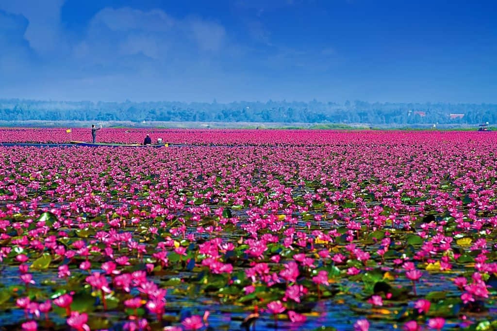 ดอกบัวแดงบานเต็มผืนน้ำที่ทะเลบัวแดง ที่เที่ยวอุดรธานีชื่อดัง