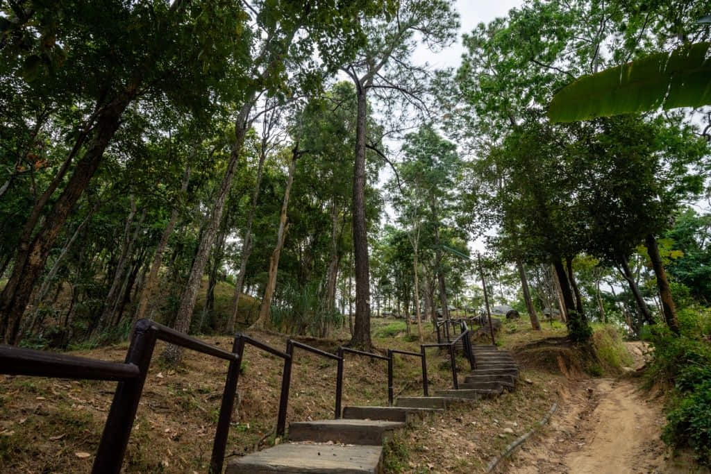 เส้นทางเดินป่าสนในอุทยานแห่งชาติดอยขุนตาล เที่ยวลำปางสายเดินป่า