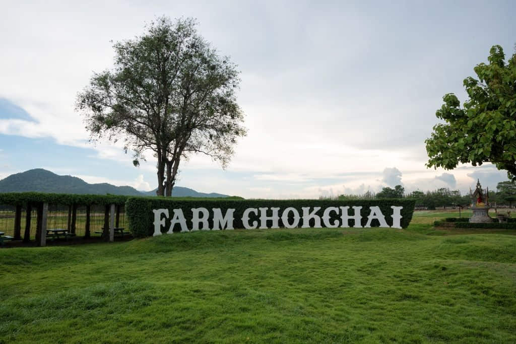 ฟาร์มโชคชัย (Chokchai Farm) ตำนานฟาร์มโคนม ที่เที่ยวเขาใหญ่สุดฮิต