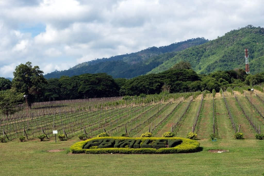 ที่เที่ยวเขาใหญ่ PB Valley Khao Yai Winery