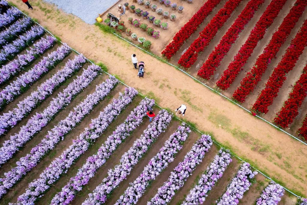 สวนดอกไม้ฮอกไกโด (Hokkaido Flower Park) ที่เที่ยวเขาใหญ่ที่ต้องมาเช็กอิน