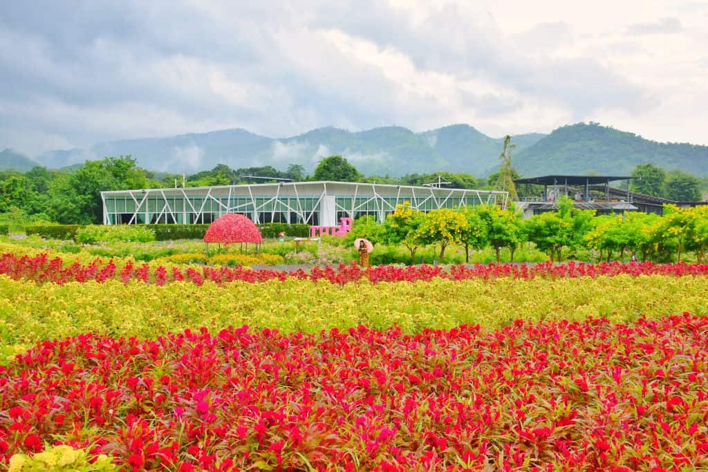 แปลงดอกไม้และเรือนกระจกที่ The Bloom by TV Pool เขาค้อ