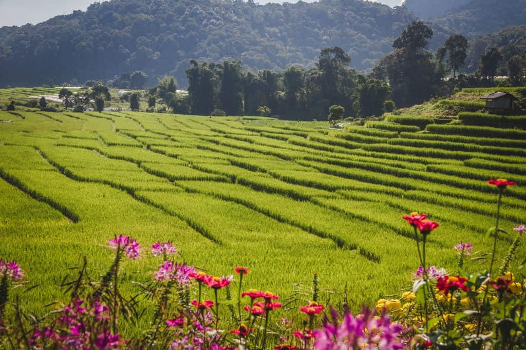 นาขั้นบันไดเขียวสดที่บ้านแม่กลางหลวง ดอยอินทนนท์ ในฤดูฝน