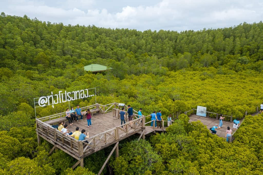 สะพานไม้กลางทุ่งโปรงทองที่เขียวชอุ่มในฤดูฝน จังหวัดระยอง