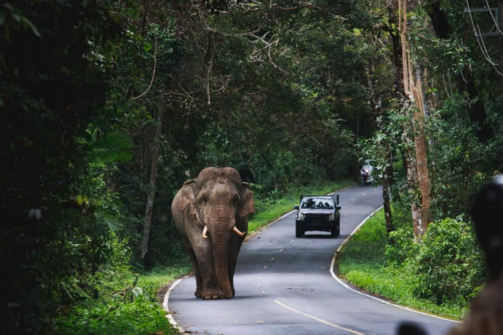ผืนป่าและเส้นทางศึกษาธรรมชาติในอุทยานแห่งชาติเขาใหญ่ ฝั่งนครนายก