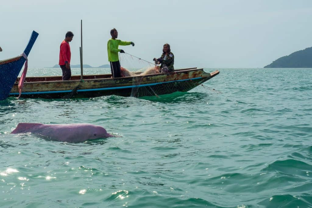 เรือนำเที่ยวชมโลมาสีชมพูในทะเลอำเภอขนอม