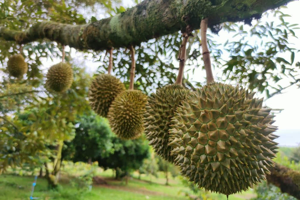 ทุเรียนและมังคุดในสวนผลไม้จันทบุรี ช่วงฤดูเก็บเกี่ยว