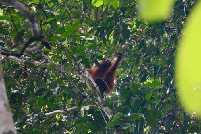 Adventure and Wildlife in Borneo